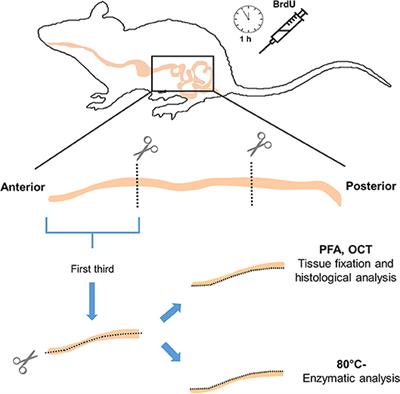 Adaptive Physiological and Morphological Adjustments Mediated by Intestinal Stem Cells in Response to Food Availability in Mice